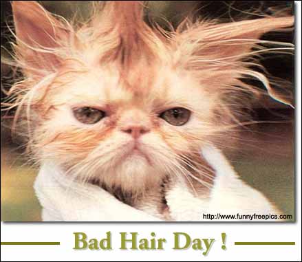 bad_hairday.jpg