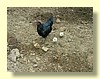 DSCN0461.JPG