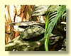 DSCN0462.JPG