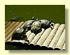 DSCN2595.JPG