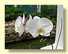 DSCN2634.JPG