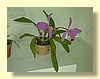 DSCN2642.JPG